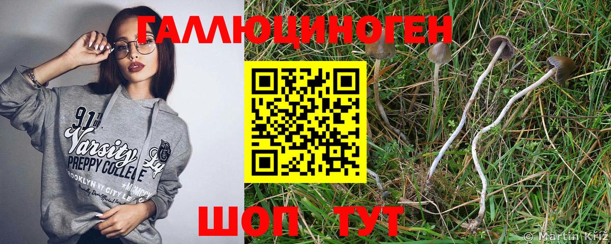 Галлюциногенные грибы Psilocybine cubensis Апатиты